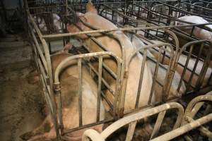 Sow stalls at Dublin Piggery SA - Australian pig farming - Captured at Andgar Piggery, Dublin SA Australia.