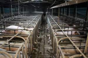 Sow stalls at Dublin Piggery SA - Australian pig farming - Captured at Andgar Piggery, Dublin SA Australia.