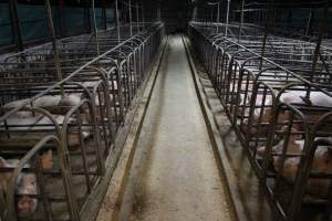 Sow stalls at Dublin Piggery SA - Australian pig farming - Captured at Andgar Piggery, Dublin SA Australia.