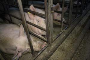 Sow stalls at Dublin Piggery SA - Australian pig farming - Captured at Andgar Piggery, Dublin SA Australia.