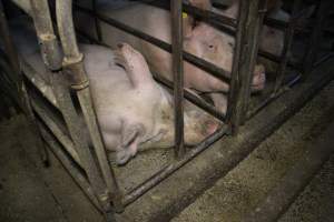 Sow stalls at Dublin Piggery SA - Australian pig farming - Captured at Andgar Piggery, Dublin SA Australia.