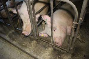 Sow stalls at Dublin Piggery SA - Australian pig farming - Captured at Andgar Piggery, Dublin SA Australia.