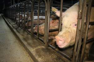 Sow stalls at Dublin Piggery SA - Australian pig farming - Captured at Andgar Piggery, Dublin SA Australia.