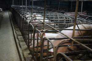 Sow stalls at Dublin Piggery SA - Australian pig farming - Captured at Andgar Piggery, Dublin SA Australia.
