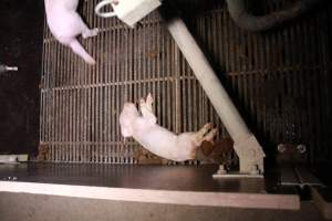 Farrowing crates at Girgarre Piggery VIC - Australian pig farming - Captured at Girgarre Piggery, Girgarre VIC Australia.