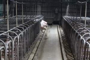 Sow stalls at Dublin Piggery SA - Australian pig farming - Captured at Andgar Piggery, Dublin SA Australia.