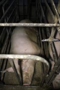 Sow stalls at Dublin Piggery SA - Australian pig farming - Captured at Andgar Piggery, Dublin SA Australia.