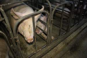 Sow stalls at Dublin Piggery SA - Australian pig farming - Captured at Andgar Piggery, Dublin SA Australia.