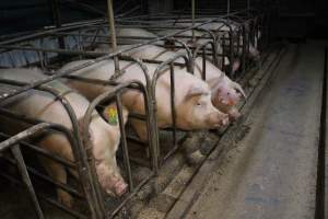 Sow stalls at Dublin Piggery SA - Australian pig farming - Captured at Andgar Piggery, Dublin SA Australia.