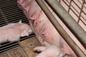 Farrowing crates at Willawa Piggery NSW - Australian pig farming - Captured at Willawa Piggery, Grong Grong NSW Australia.