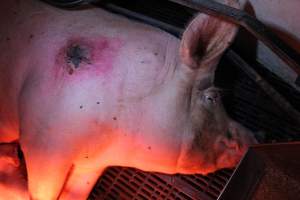 Sow with pressure sore - Australian pig farming - Captured at Tailem Bend Piggery, Tailem Bend SA Australia.