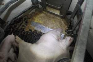 Farrowing crates at Mindarra Piggery WA - Australian pig farming - Captured at Mindarra Piggery (module 1), Boonanarring WA Australia.