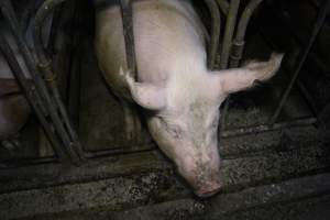 Sow stalls at Dublin Piggery SA - Australian pig farming - Captured at Andgar Piggery, Dublin SA Australia.