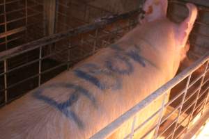 Sow with 'abort' spray-painted on her back - Australian pig farming - Captured at St Arnaud Piggery Units 2 & 3, St Arnaud VIC Australia.