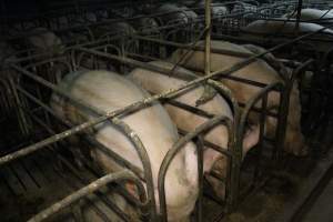 Sow stalls at Dublin Piggery SA - Australian pig farming - Captured at Andgar Piggery, Dublin SA Australia.