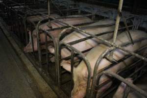 Sow stalls at Dublin Piggery SA - Australian pig farming - Captured at Andgar Piggery, Dublin SA Australia.