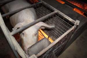Farrowing crates at Willawa Piggery NSW - Australian pig farming - Captured at Willawa Piggery, Grong Grong NSW Australia.