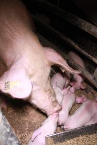 Farrowing crates at Girgarre Piggery VIC - Australian pig farming - Captured at Girgarre Piggery, Girgarre VIC Australia.