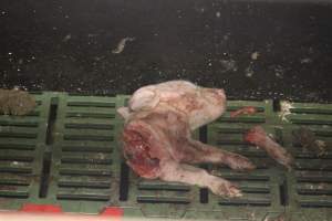 Half-eaten piglet - Australian pig farming - Captured at Andgar Piggery, Dublin SA Australia.