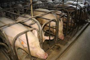 Sow stalls at Dublin Piggery SA - Australian pig farming - Captured at Andgar Piggery, Dublin SA Australia.