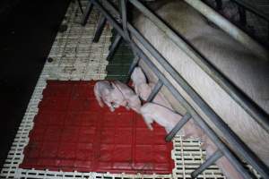 Farrowing crates at Dublin Piggery SA - Australian pig farming - Captured at Andgar Piggery, Dublin SA Australia.