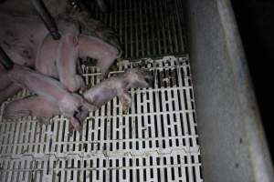 Farrowing crates at Dublin Piggery SA - Australian pig farming - Captured at Andgar Piggery, Dublin SA Australia.