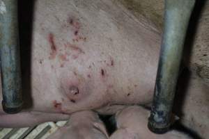 Farrowing crates at Dublin Piggery SA - Australian pig farming - Captured at Andgar Piggery, Dublin SA Australia.
