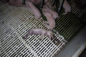 Farrowing crates at Dublin Piggery SA - Australian pig farming - Captured at Andgar Piggery, Dublin SA Australia.