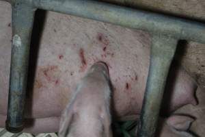 Farrowing crates at Dublin Piggery SA - Australian pig farming - Captured at Andgar Piggery, Dublin SA Australia.