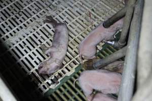 Farrowing crates at Dublin Piggery SA - Australian pig farming - Captured at Andgar Piggery, Dublin SA Australia.
