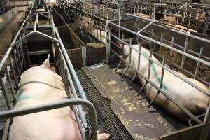 Farrowing crates at Wasleys Tailem Bend Piggery SA - Australian pig farming - Captured at Tailem Bend Piggery, Tailem Bend SA Australia.