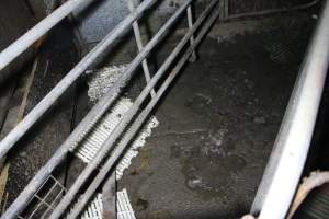 Empty farrowing crate - Australian pig farming - Captured at Andgar Piggery, Dublin SA Australia.