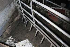 Empty farrowing crate - Australian pig farming - Captured at Andgar Piggery, Dublin SA Australia.