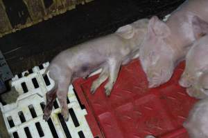 Farrowing crates at Dublin Piggery SA - Australian pig farming - Captured at Andgar Piggery, Dublin SA Australia.