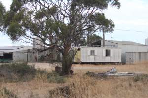Piggery sheds outside in daylight - Australian pig farming - Captured at Andgar Piggery, Dublin SA Australia.