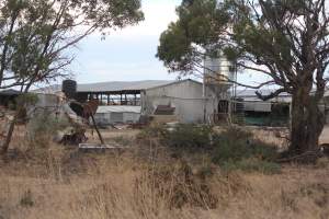 Piggery sheds outside in daylight - Australian pig farming - Captured at Andgar Piggery, Dublin SA Australia.