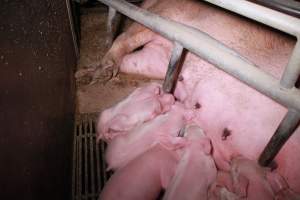 Farrowing crates at Girgarre Piggery VIC - Australian pig farming - Captured at Girgarre Piggery, Girgarre VIC Australia.