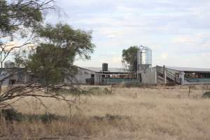 Piggery sheds outside in daylight - Australian pig farming - Captured at Andgar Piggery, Dublin SA Australia.