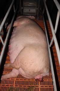 Farrowing crates at Wasleys Piggery SA - Australian pig farming - Captured at Wasleys Piggery, Pinkerton Plains SA Australia.