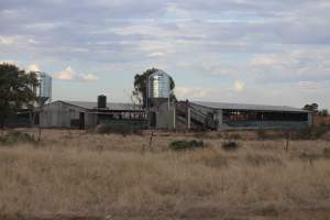 Piggery sheds outside in daylight - Australian pig farming - Captured at Andgar Piggery, Dublin SA Australia.