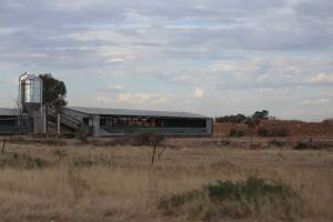 Piggery sheds outside in daylight - Australian pig farming - Captured at Andgar Piggery, Dublin SA Australia.