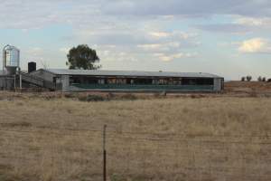 Piggery sheds outside in daylight - Australian pig farming - Captured at Andgar Piggery, Dublin SA Australia.