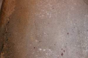 Severed piglet tails on floor - Australian pig farming - Captured at St Arnaud Piggery Units 2 & 3, St Arnaud VIC Australia.