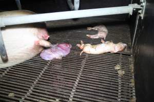 Stillborn piglets - Australian pig farming - Captured at Girgarre Piggery, Girgarre VIC Australia.