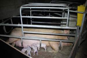 Farrowing crates at Girgarre Piggery VIC - Australian pig farming - Captured at Girgarre Piggery, Girgarre VIC Australia.