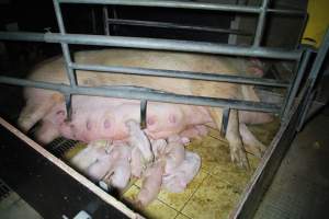 Farrowing crates at Girgarre Piggery VIC - Australian pig farming - Captured at Girgarre Piggery, Girgarre VIC Australia.