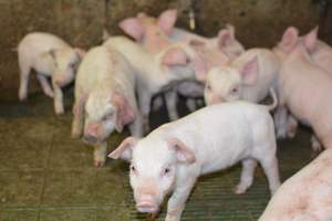 Weaner piglets - Australian pig farming - Captured at Yelmah Piggery, Magdala SA Australia.