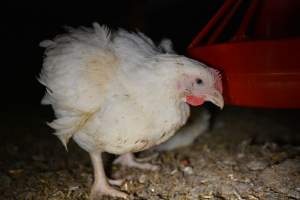 Broiler (meat) chickens approx 7 weeks - Captured at Unknown broiler farm, Port Wakefield SA Australia.