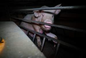 Sow in farrowing pen