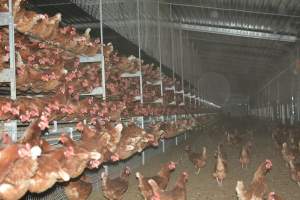 Cage free egg farm - Captured at Days Eggs, Lower Light SA Australia.